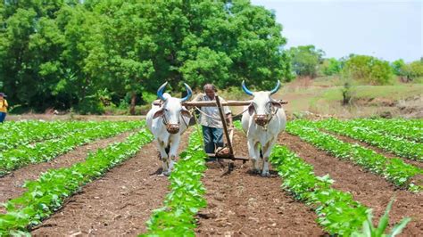 Agriculture In Maharashtra