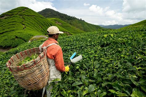 Agriculture In Malaysia