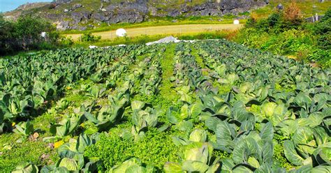 Agriculture In Norway