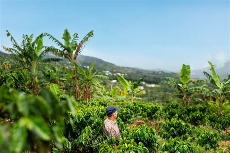 Agriculture In Puerto Rico