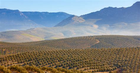 Agriculture In Spain