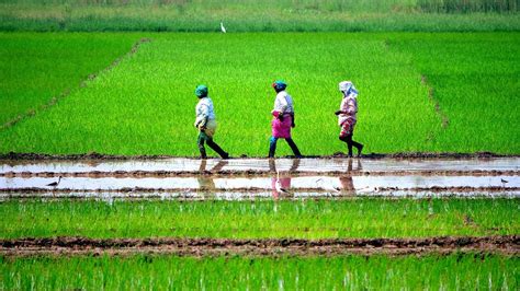 Agriculture In Tamil