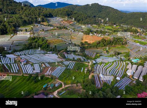 Agriculture In Thailand