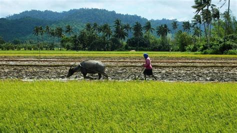 Agriculture In The Philippines