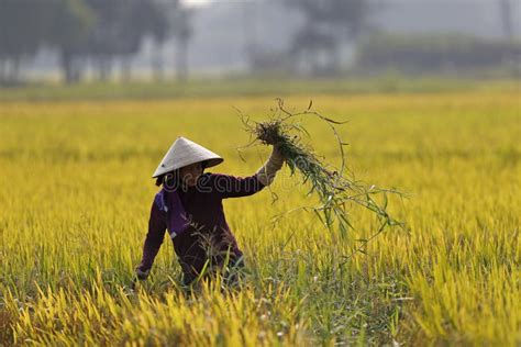 Agriculture In Vietnamese