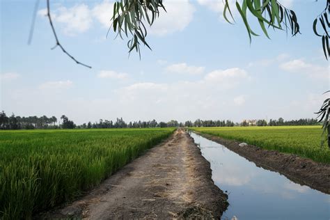 Agriculture In Which Stream