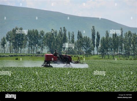 Agriculture In Xinjiang
