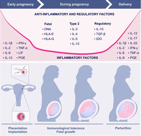 Allergic In Pregnancy