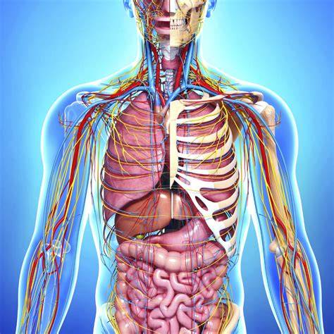 Anatomy Course