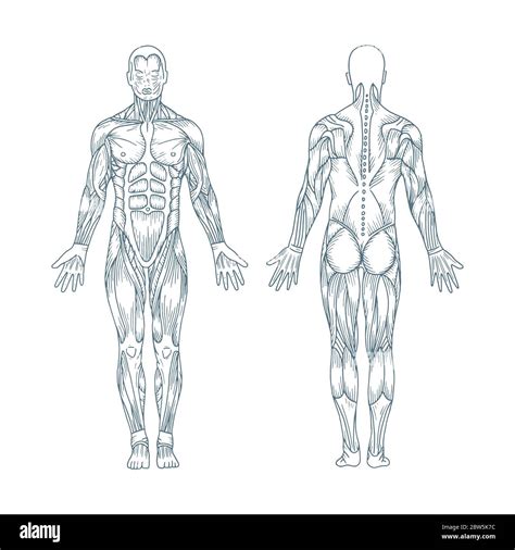 Anatomy Figures Human Body