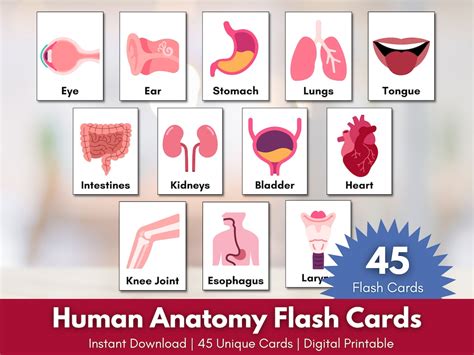 Anatomy Flash Cards