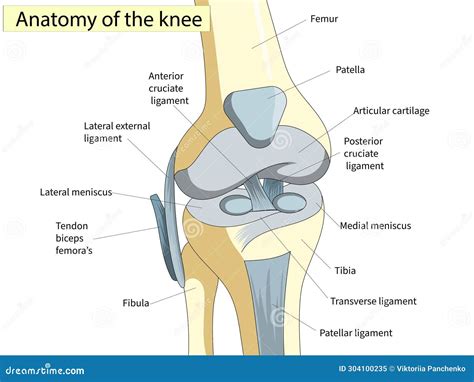Anatomy For Knee