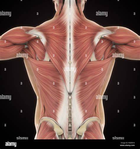 Anatomy Of Back Muscles