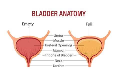 Anatomy Of Bladder