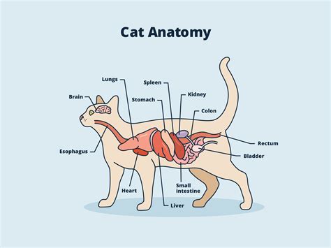 Anatomy Of Cat