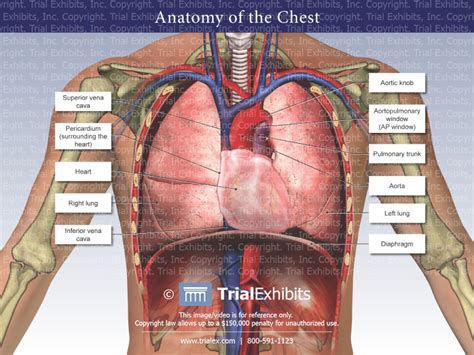 Anatomy Of Chest