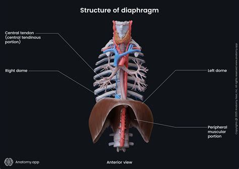 Anatomy Of Diaphragm