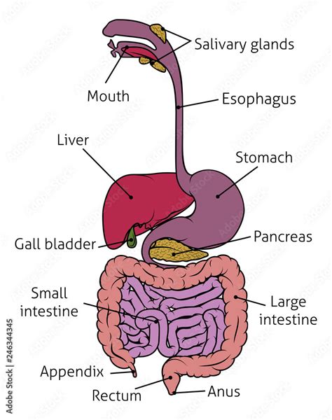 Anatomy Of Digestive Tract