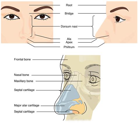 Anatomy Of External Nose