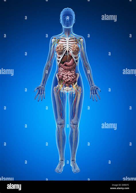 Anatomy Of Female Body