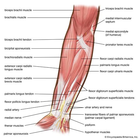 Anatomy Of Forearm