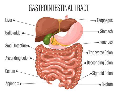 Anatomy Of Gastrointestinal System
