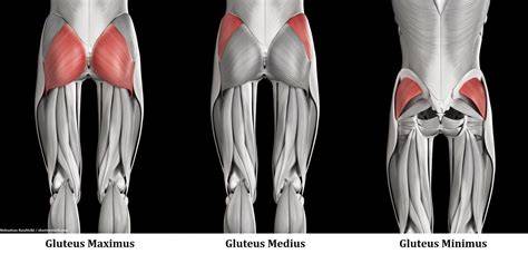 Anatomy Of Glutes