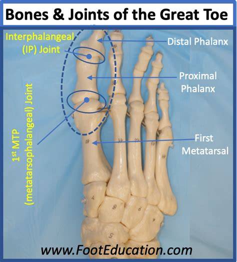 Anatomy Of Great Toe