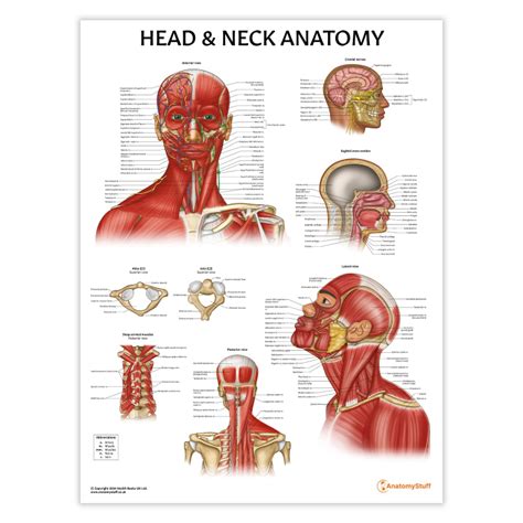 Anatomy Of Head And Neck