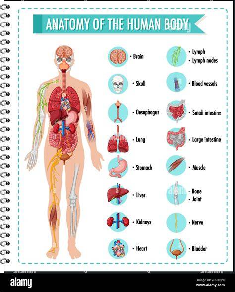 Anatomy Of Human Body