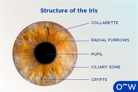 Anatomy Of Iris