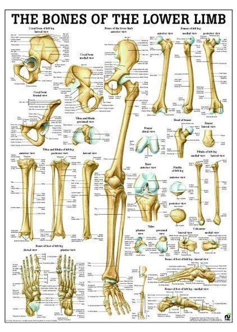 Anatomy Of Lower Limb