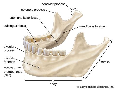 Anatomy Of Mandibular