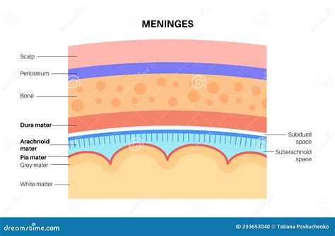 Anatomy Of Meninges