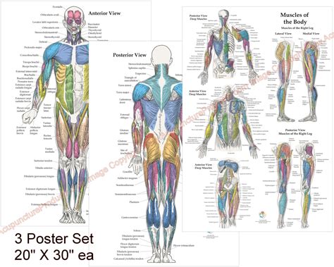 Anatomy Of Muscle