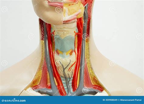 Anatomy Of Neck And Throat