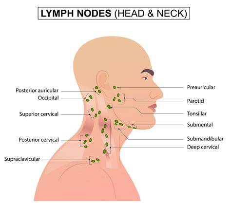 Anatomy Of Neck Lymph Nodes