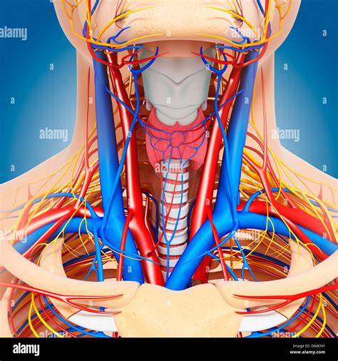 Anatomy Of Neck