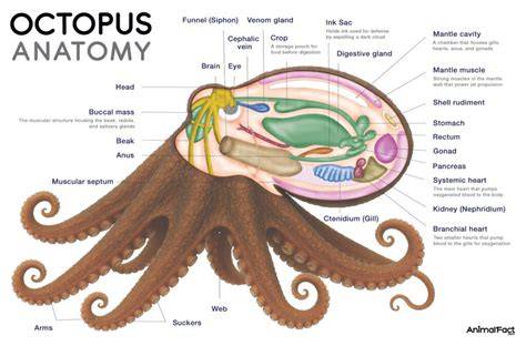 Anatomy Of Octopus