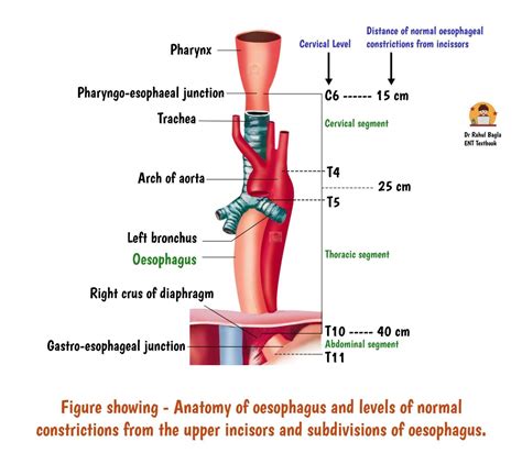Anatomy Of Oesophagus