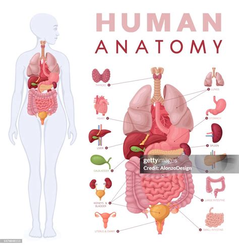 Anatomy Of Organs Female