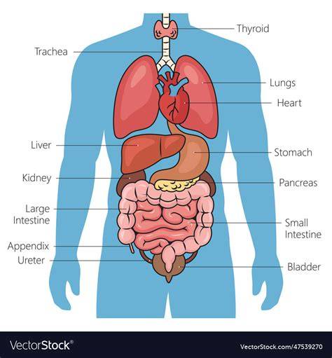 Anatomy Of Organs
