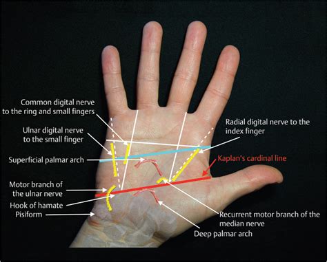Anatomy Of Palm Of Hand