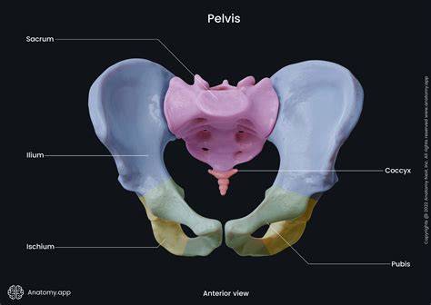Anatomy Of Pelvis