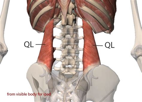 Anatomy Of Ql