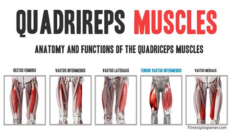 Anatomy Of Quadricep Muscle