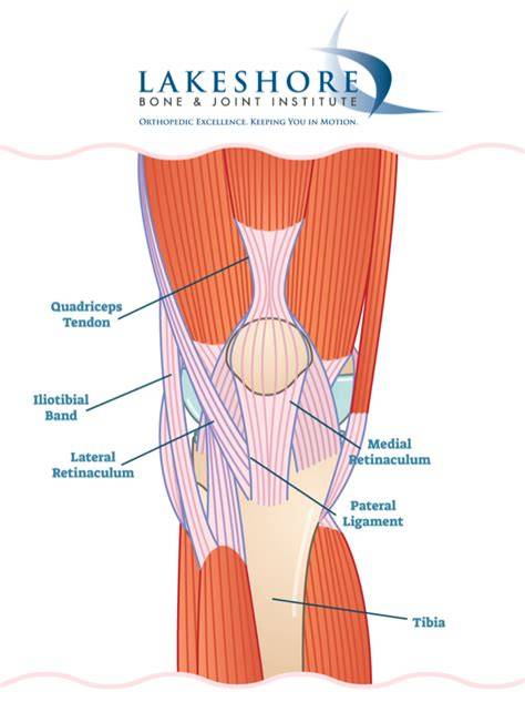 Anatomy Of Quadriceps Tendon