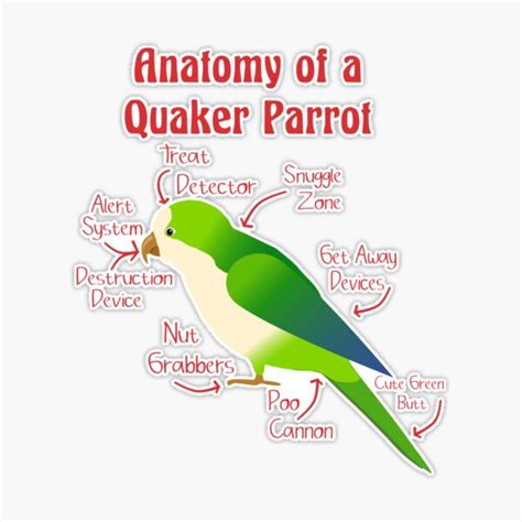 Anatomy Of Quaker Parrot Foot