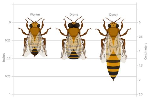 Anatomy Of Queen Bee
