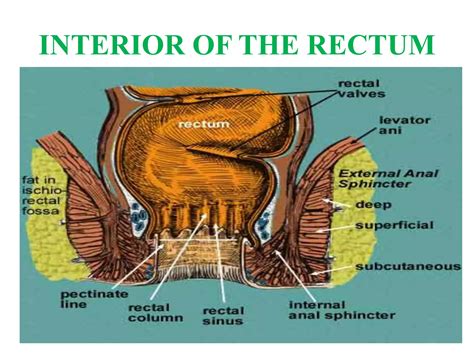 Anatomy Of Rectum